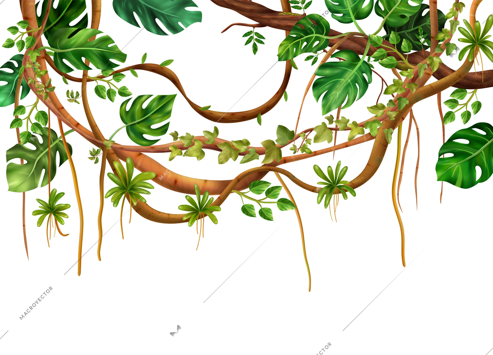 Tropical jungle climbing woody liana vine decorative realistic background with fan like monstera plant leaves vector illustration