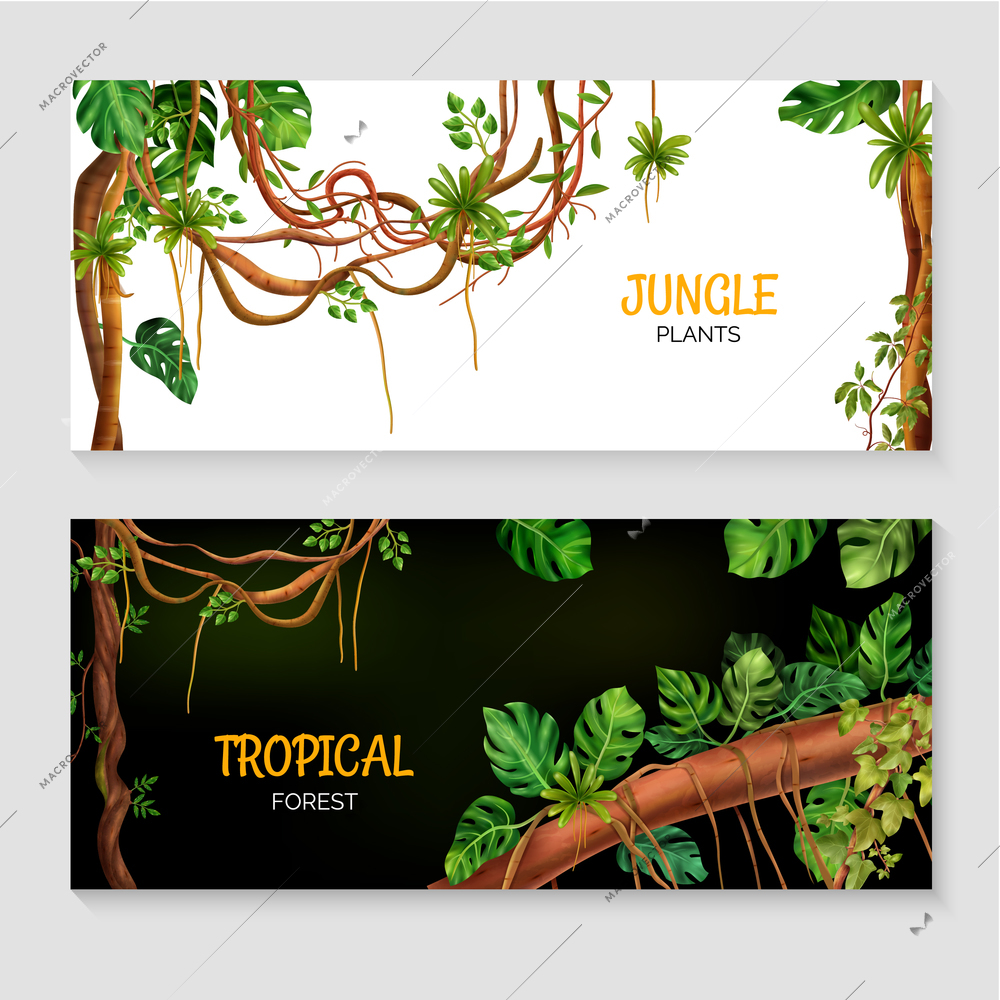 Tropical rainforest jungle plants 2 day night realistic horizontal banners set with liana monstera isolated vector illustration