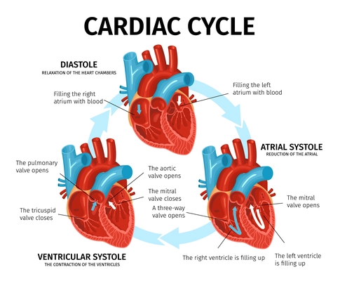 Flat infographics with heart anatomy and description of cardiac cycle vector illustration
