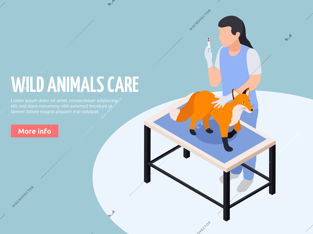 Wild animals exotic pets veterinary care isometric web landing page banner with vet treating fox vector illustration