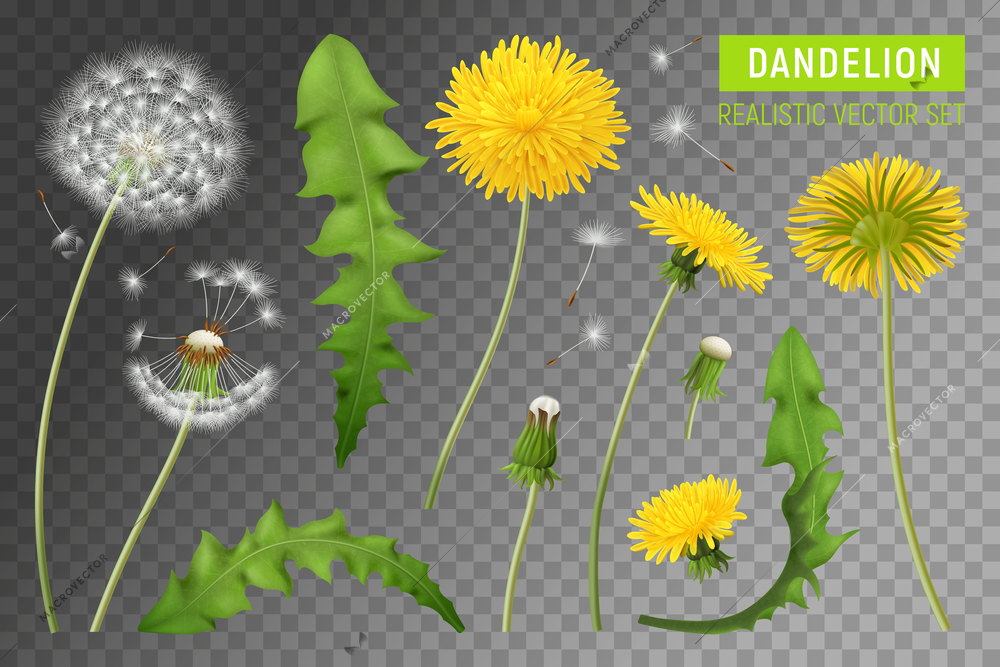 Realistic dandelions transparent set with isolated images of plant elements with flowers leaves and falling feathers vector illustration