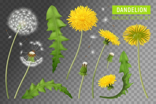 Realistic dandelions transparent set with isolated images of plant elements with flowers leaves and falling feathers vector illustration