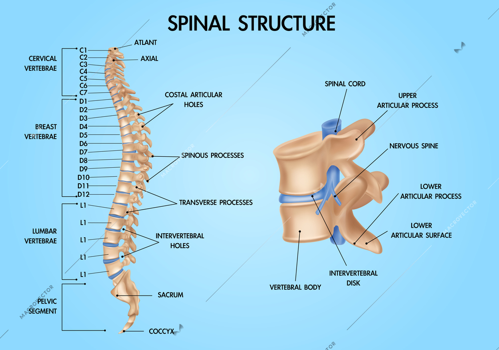 Human vertebral column spinal structure chart realistic medical education anatomy  textbook infographic poster blue background vector illustration