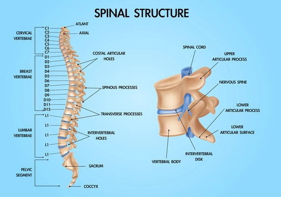 Human vertebral column spinal structure chart realistic medical education anatomy  textbook infographic poster blue background vector illustration