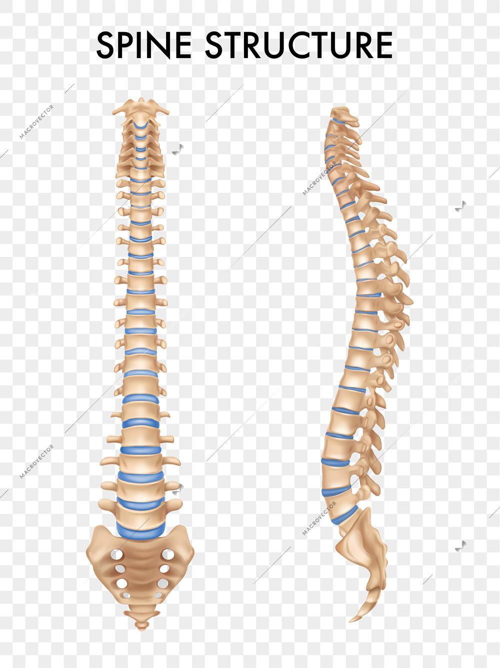 Spinal column anatomy side front views set realistic human skeleton parts image education transparent background vector illustration