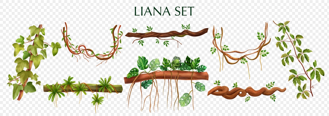 Tropical lianas bindweed with virginia creeper monstera plant decorative vines elements set against transparent background vector illustration