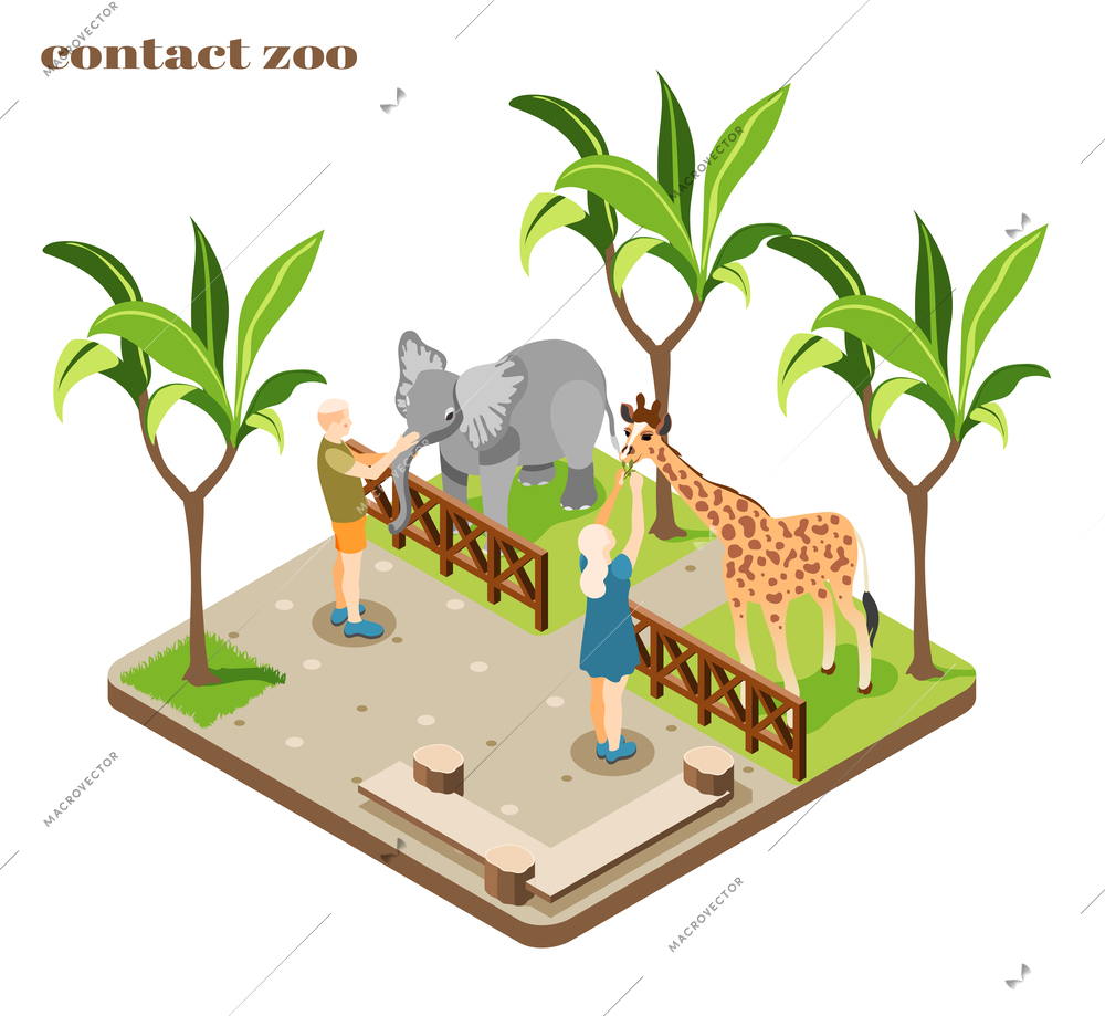 Colored and isometric contact zoo composition with staff feed elephant and giraffe vector illustration