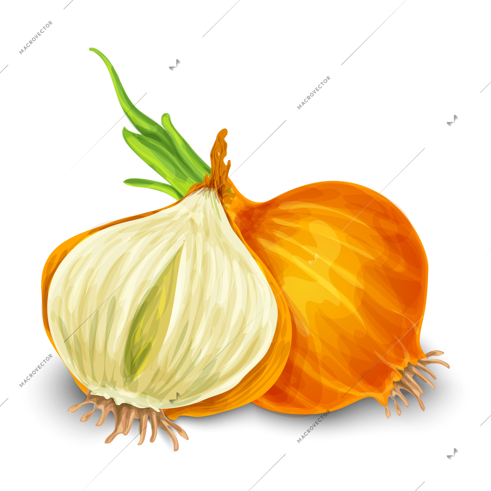 Vegetable organic food onion cut isolated on white background vector illustration