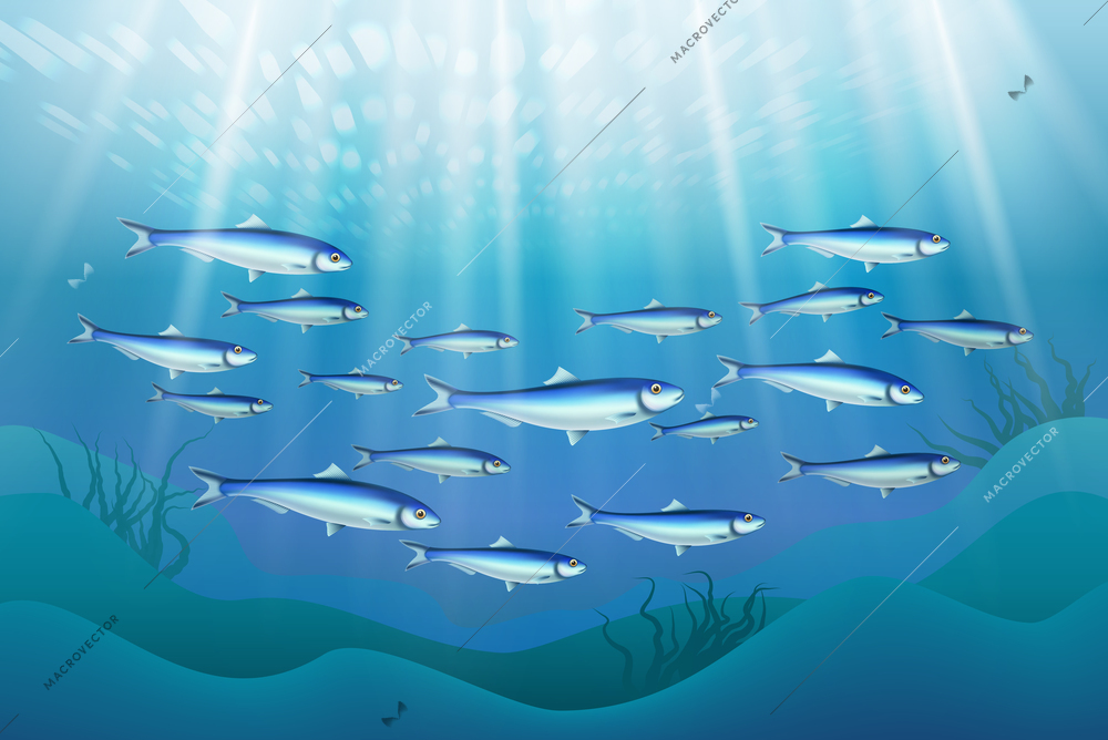 Fish colony schooling close to ocean bottom realistic underwater image with sun rays penetrating water vector illustration
