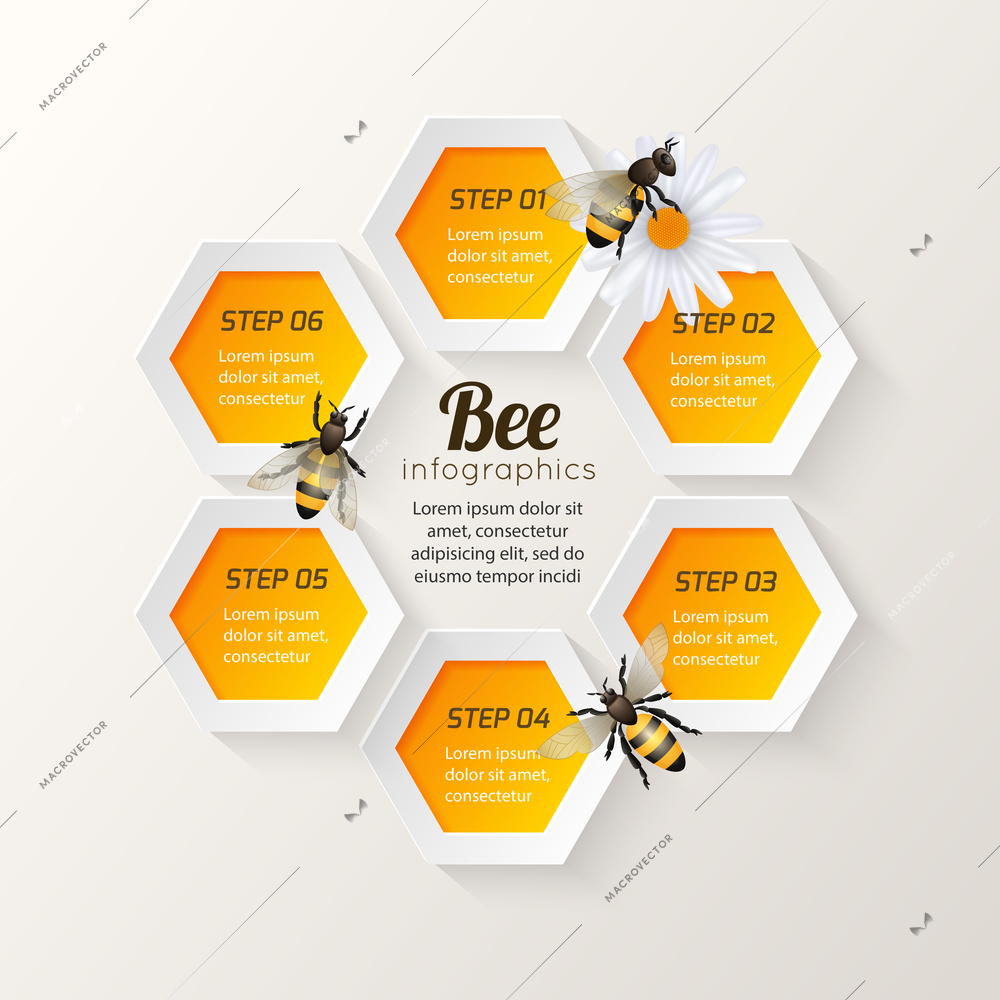 Honey bee on daisy and comb background hexagon steps infographic vector illustration