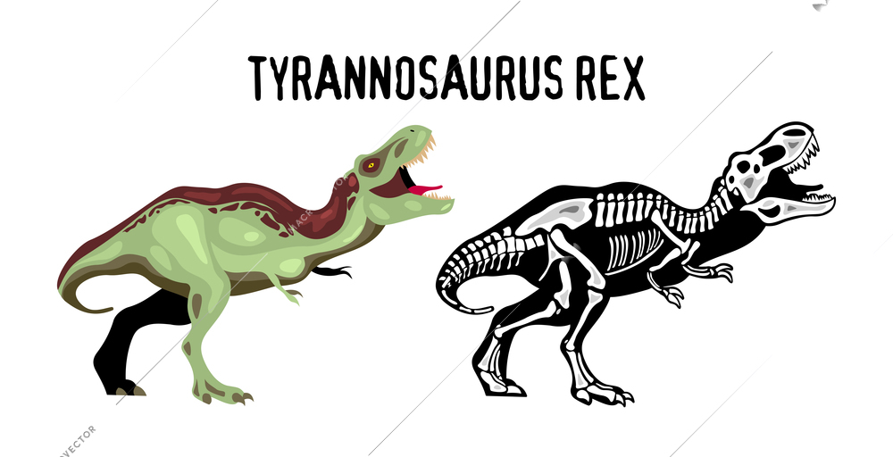 Tyrannosaur rex educational poster for study of appearance and structure of of extinct predator cartoon vector illustration