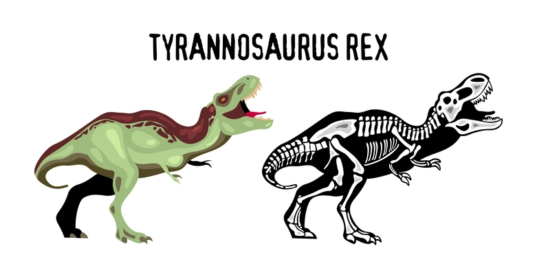 Tyrannosaur rex educational poster for study of appearance and structure of of extinct predator cartoon vector illustration