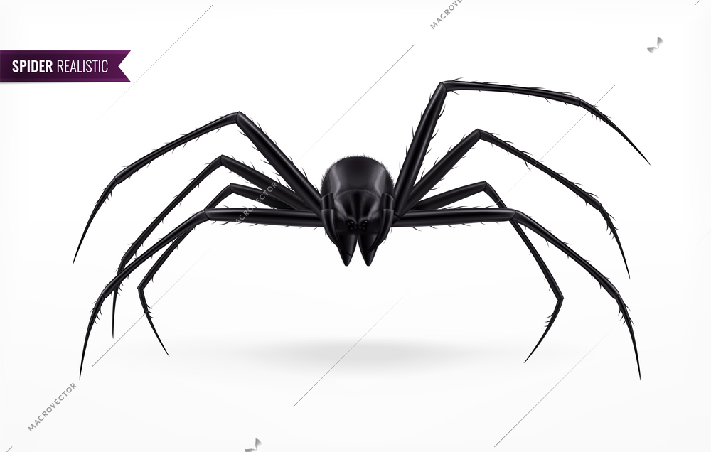 Black spider abstract composition in realistic style on white background with shadow vector illustration