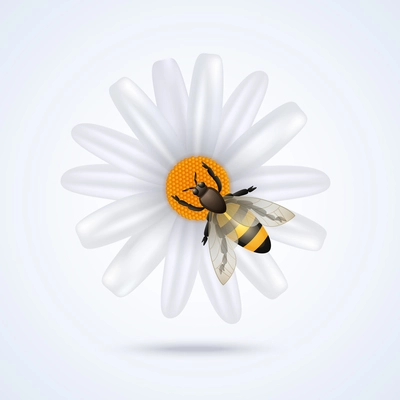 Realistic honey bee on daisy flower isolated on white background vector illustration