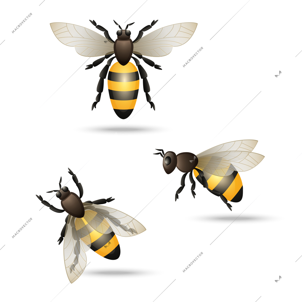 Realistic flying honey bees set isolated on white background vector illustration