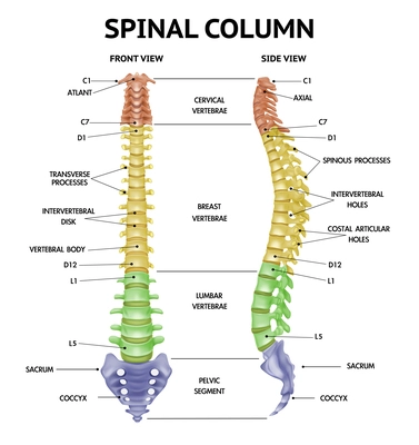 Spinal column anatomy side front views realistic info-chart medical human skeleton parts textbook figure vector illustration
