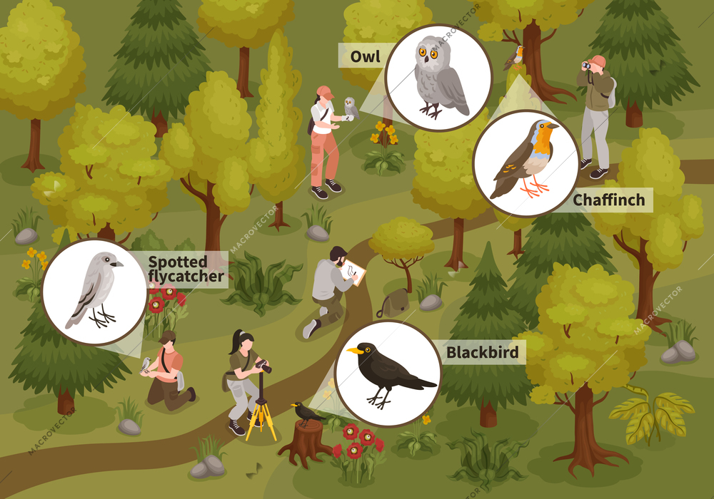 Ornithologists observing monitoring birds traits behavior isometric composition with blackbird owl spotted flycatcher forest background isometric illustration