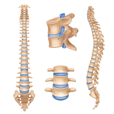 Human spine anatomy chart vertebral column set realistic medical educative poster textbook white background picture vector illustration