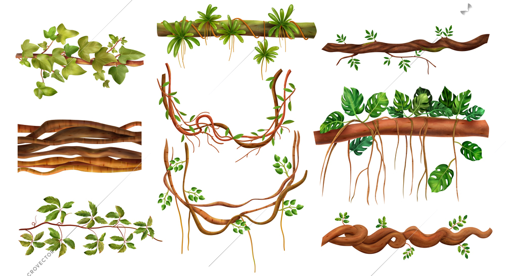 Tropical rainforest creeping virginia vine jungle woody climbing monstera plant liana realistic elements set isolated vector illustration