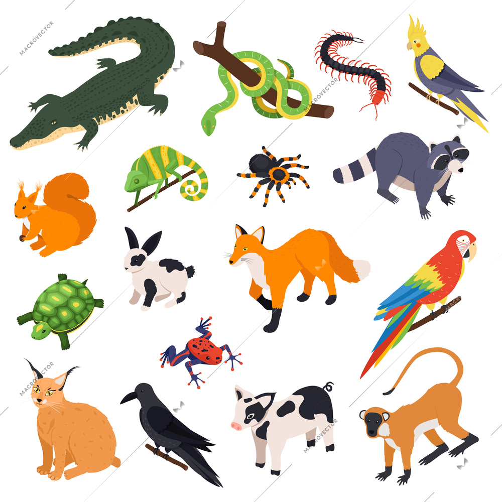 Exotic pets animals birds reptiles isometric set with snake crocodile raccoon monkey parrot fox spider vector illustration