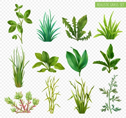 Realistic grasses herbs succulents green plants set with clover dandelion chives plantain isolated transparent background vector illustration