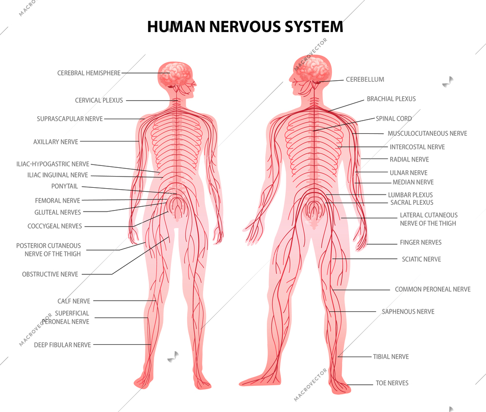 Human male female body central and peripheral nervous system realistic physiology educative chart anatomical terminology vector illustration