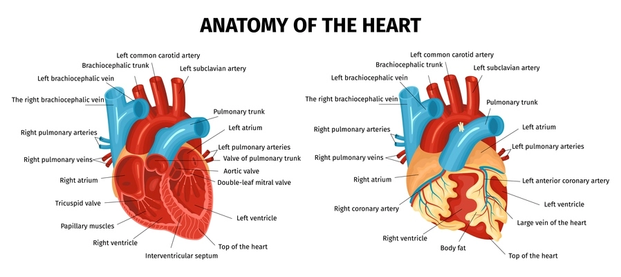 Colored healthy and unhealthy heart with labeled parts flat set isolated on white background vector illustration