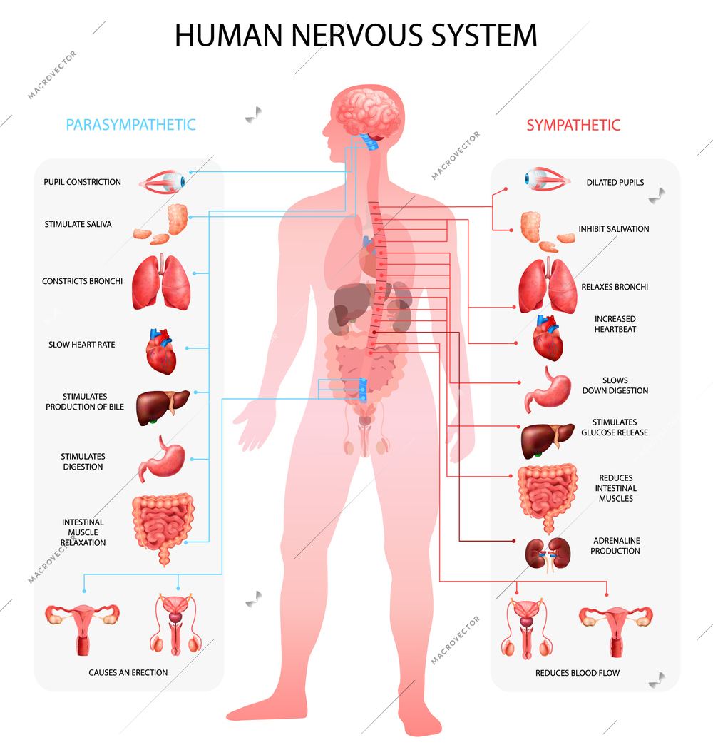 Human nervous system sympathetic parasympathetic info charts with organs depiction and anatomical terminology educational realistic vector illustration