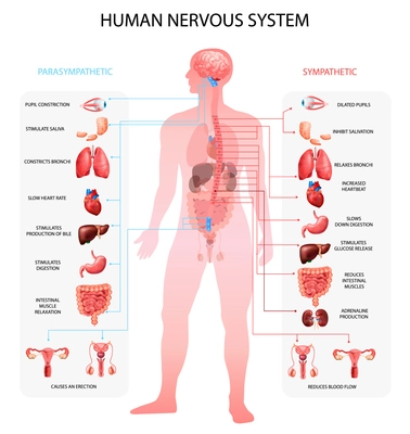 Human nervous system sympathetic parasympathetic info charts with organs depiction and anatomical terminology educational realistic vector illustration