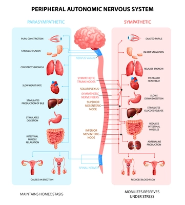 Human peripheral autonomic nervous system with sympathetic spinal cord neurons signal communication realistic colorful scheme vector illustration