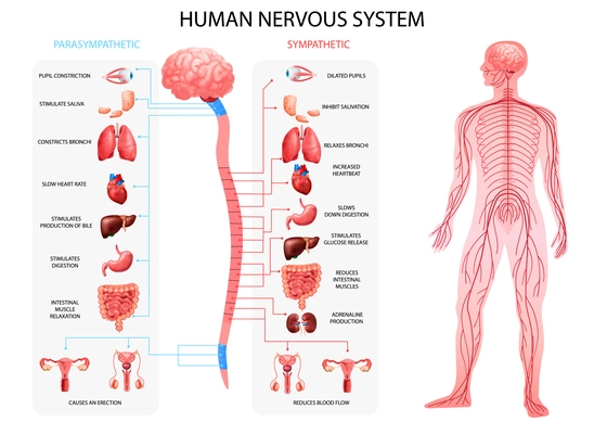 Human body nervous system sympathetic parasympathetic charts with realistic  organs depiction and anatomical terminology vector illustration