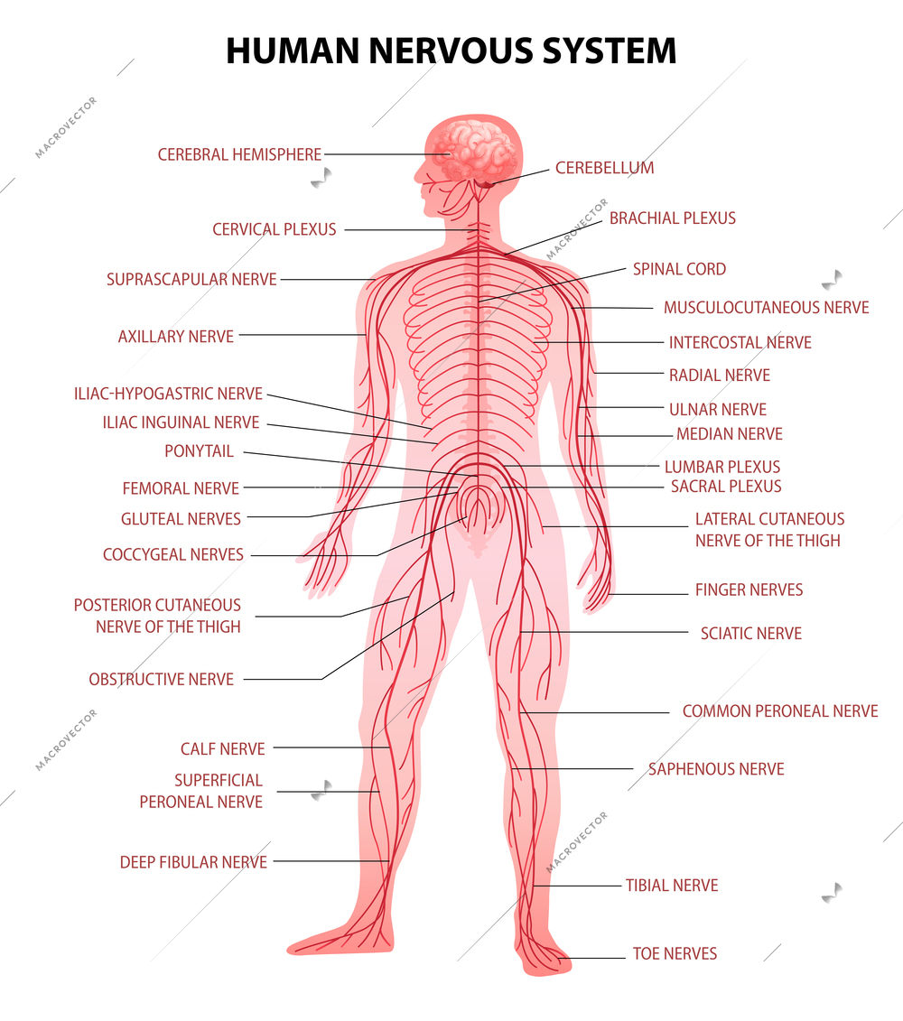 Human body central brain spinal cord and peripheral nervous system realistic educative chart anatomical terminology vector illustration