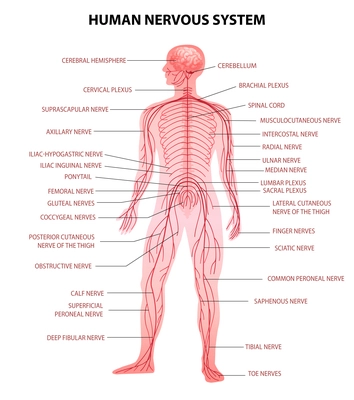 Human body central brain spinal cord and peripheral nervous system realistic educative chart anatomical terminology vector illustration