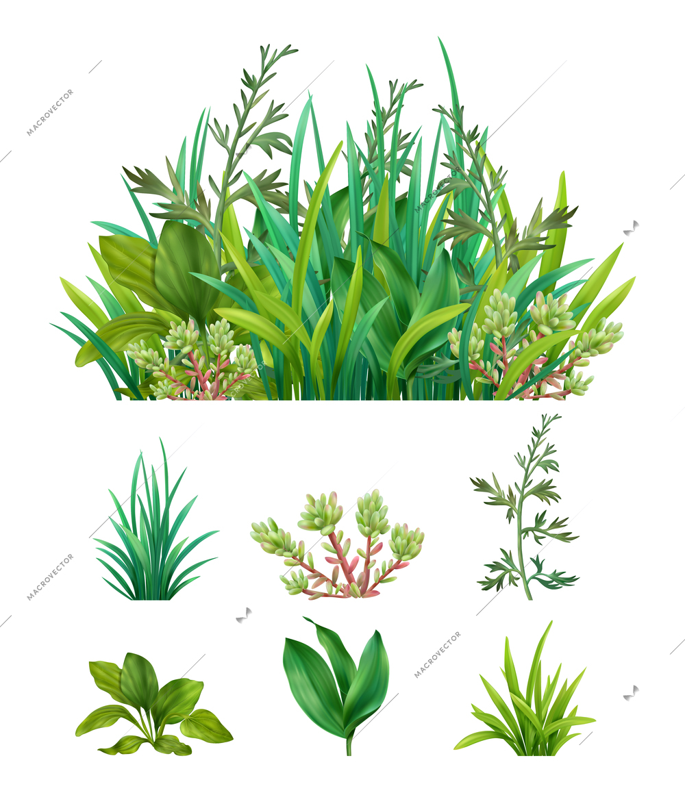 Realistic green herbs succulents with  grasses mix combination and separate individual plants set isolated vector illustration