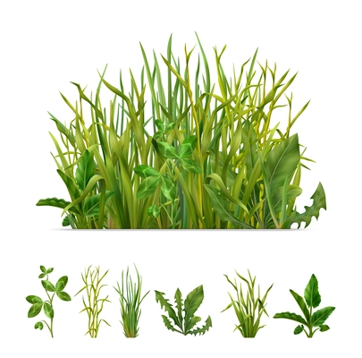 Realistic grasses mix and separate individual green plants set with clover dandelion chives isolated vector illustration