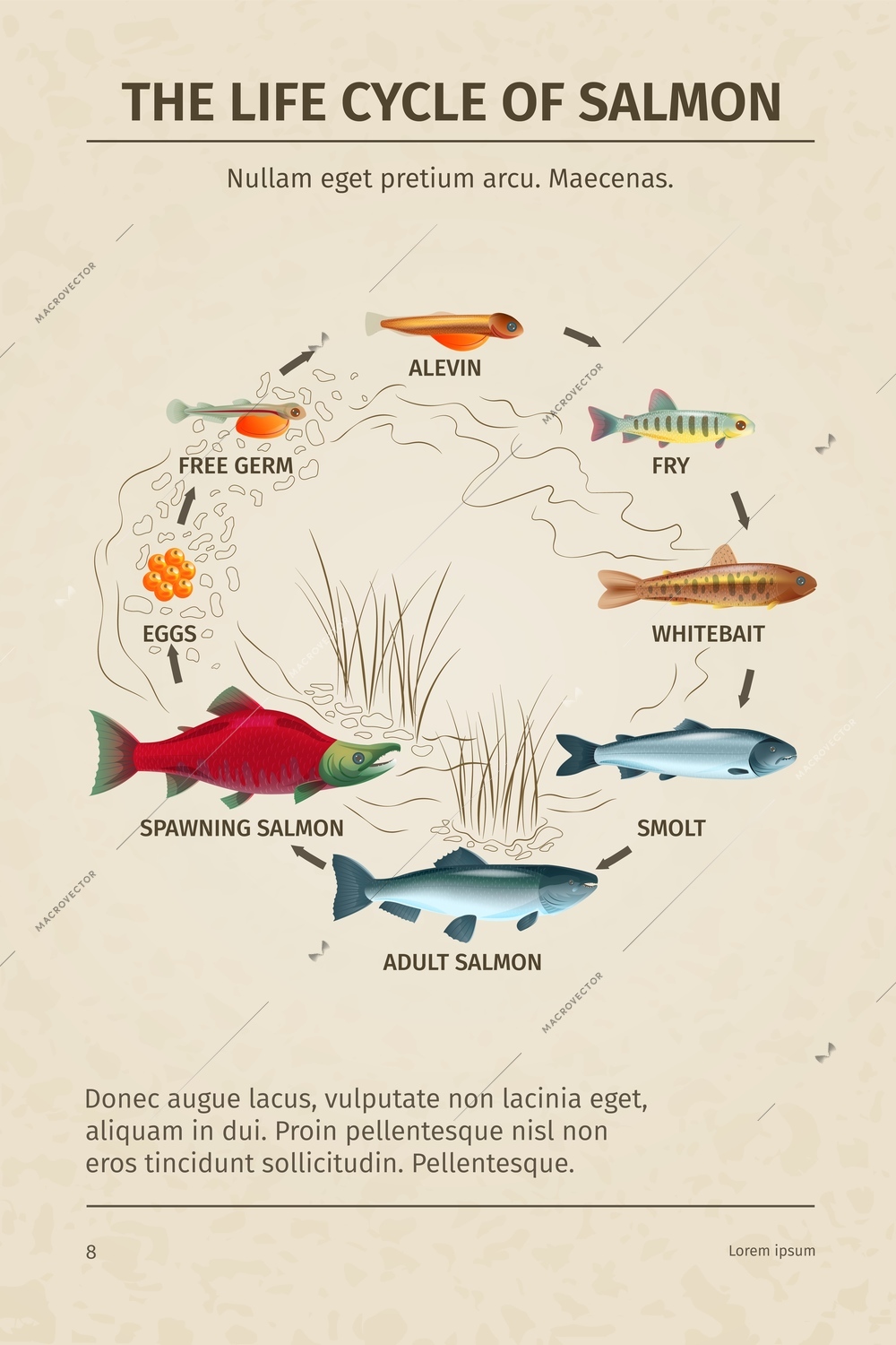 Life cycle salmon biology science educative poster with editable text and circle flowchart with fish images vector illustration