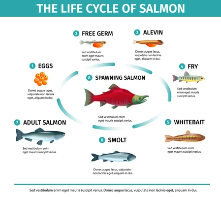 Life cycle salmon infographics with isolated images of fishes editable text captions and flowchart round composition vector illustration