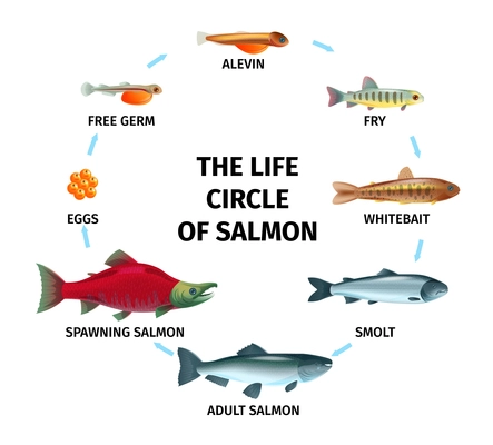 Round life cycle salmon composition with circle shaped flowchart and images of fishes of different age vector illustration