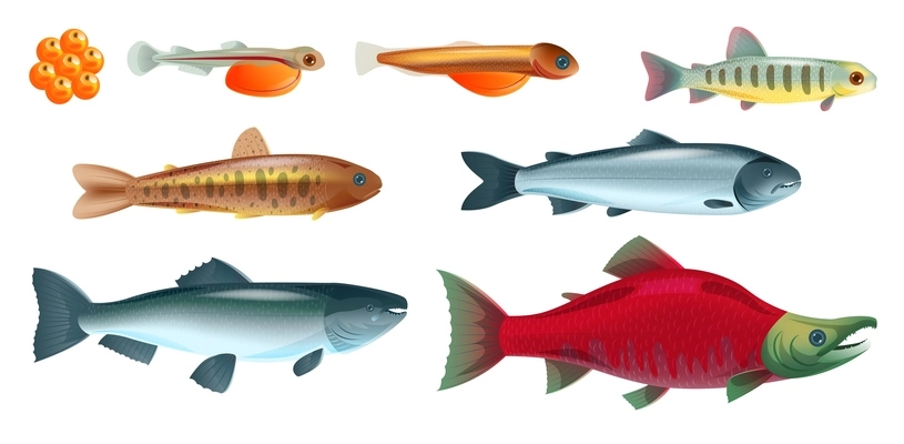 Life cycle salmon fish set with isolated colourful images of various fish species of different age vector illustration