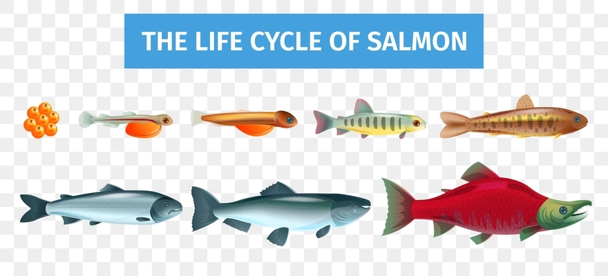 Life cycle salmon set with isolated images with various aged fishes on transparent background with text vector illustration