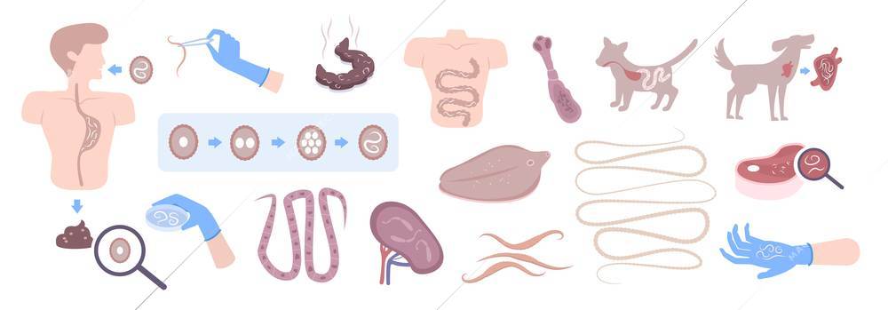 Helminth intestinal parasitic worms infecting dogs human gastrointestinal tract life cycle flat elements set isolated vector illustration