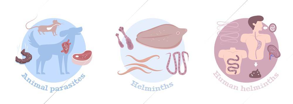 Helminths parasitic worms life cycle  stages in humans and animals 3 round flat compositions isolated vector illustration