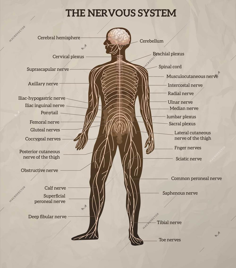 Human body central brain spinal cord and peripheral nervous system medical diagram retro realistic chart vector illustration