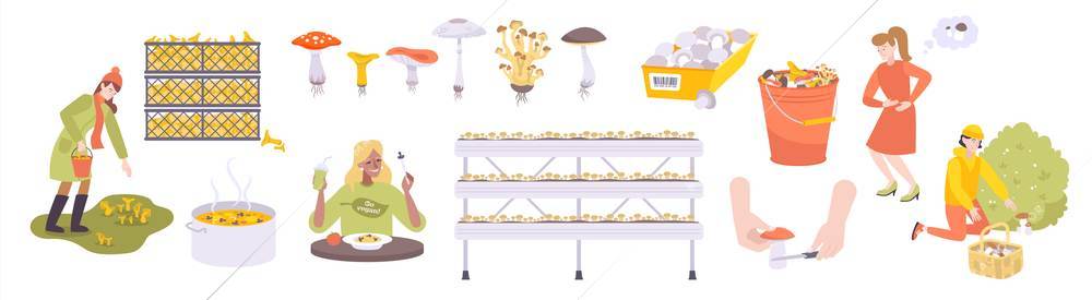 Mushrooms set with isolated flat icons of different mushrooms and images of baskets boxes with people vector illustration