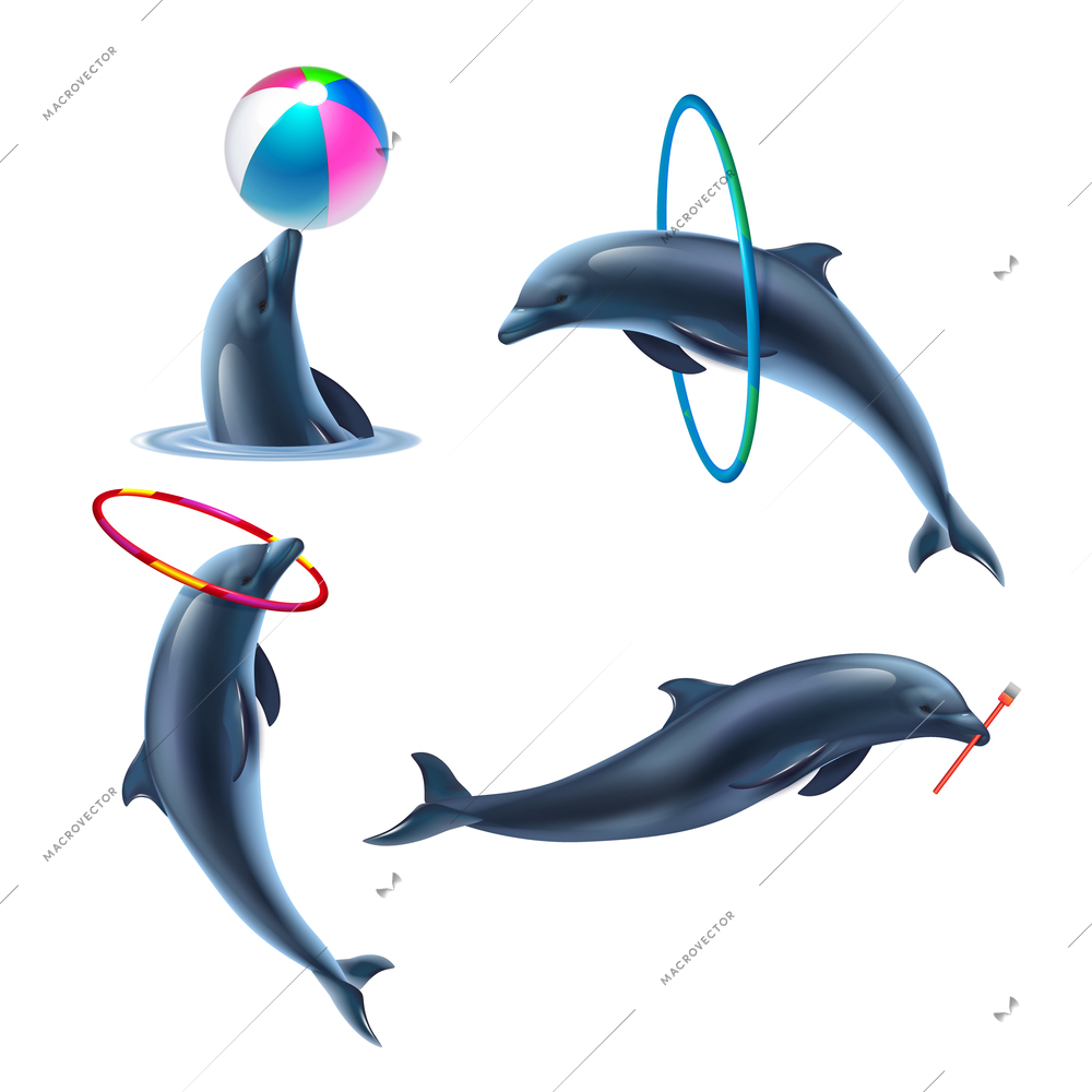 Dolphin circus realistic icon set four dolphins acting with inflatable ball clubs and hoop vector illustration