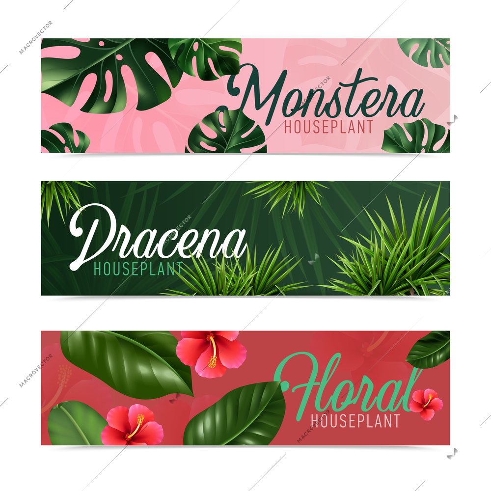 Exotic tropical houseplants 3 realistic colorful background horizontal banners with dracaena flowering hibiscus monstera vector illustration