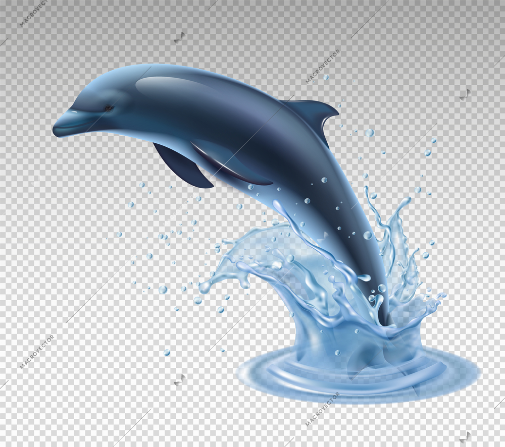 Jumping dolphin on transparent background realistic and colored icon with water splash vector illustration
