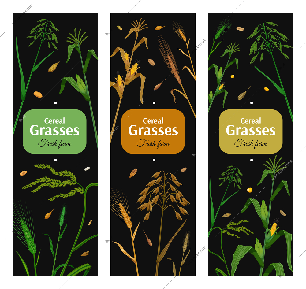 Cereal grasses vertical posters set with green and yellow images of eared plants on black background isolated vector illustration