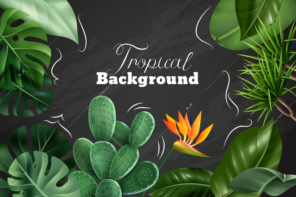 Colored tropical background with realistic images of  houseplants flowers and leaves on chalkboard vector illustration