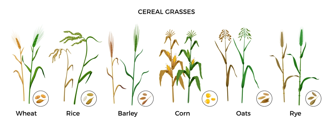 Cereal grasses flat icons set with wheat rice barley corn oats rye plants and seeds isolated vector illustration